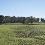 Terreno agricolo con alberi nel comune di Taipana (UD)