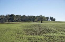 Terreno agricolo con alberi nel comune di Taipana (UD)